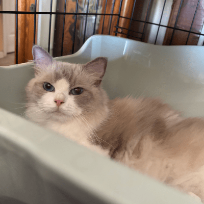 RAGDOLL CAT SELLING